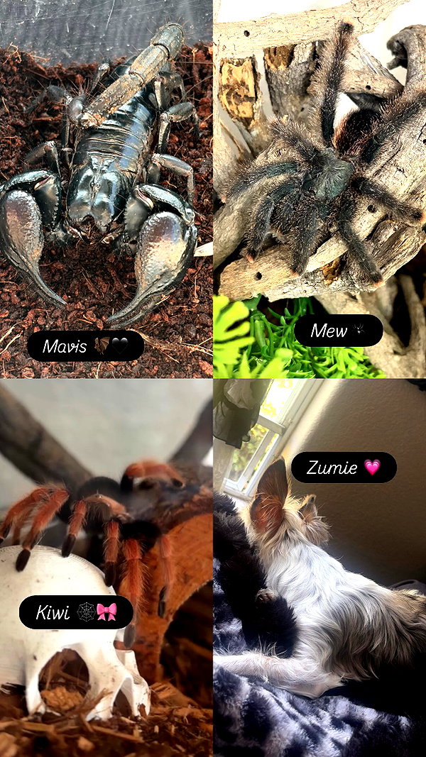 gargoyol instagram image archive image