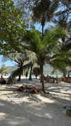 shirakor_ Altpins Profile Picture