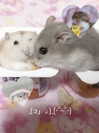 yuyuslivestreamdiary Altpins Profile Picture