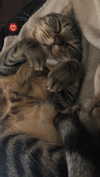 rott3nbambi Altpins Profile Picture