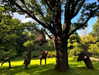 forestowwwl Altpins Profile Picture