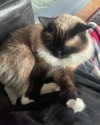 jahia_brown Altpins Profile Picture