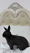 efrat_elmalich Altpins Profile Picture