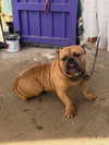 reneeebeller Altpins Profile Picture