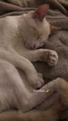 rott3nbambi Altpins Profile Picture