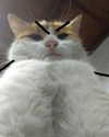 nishymoon_ Altpins Profile Picture