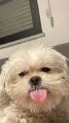 roni_roth Altpins Profile Picture