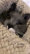minenmi_ Altpins Profile Picture
