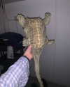 gisellelee8 Altpins Profile Picture