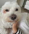 shirakor_ Altpins Profile Picture