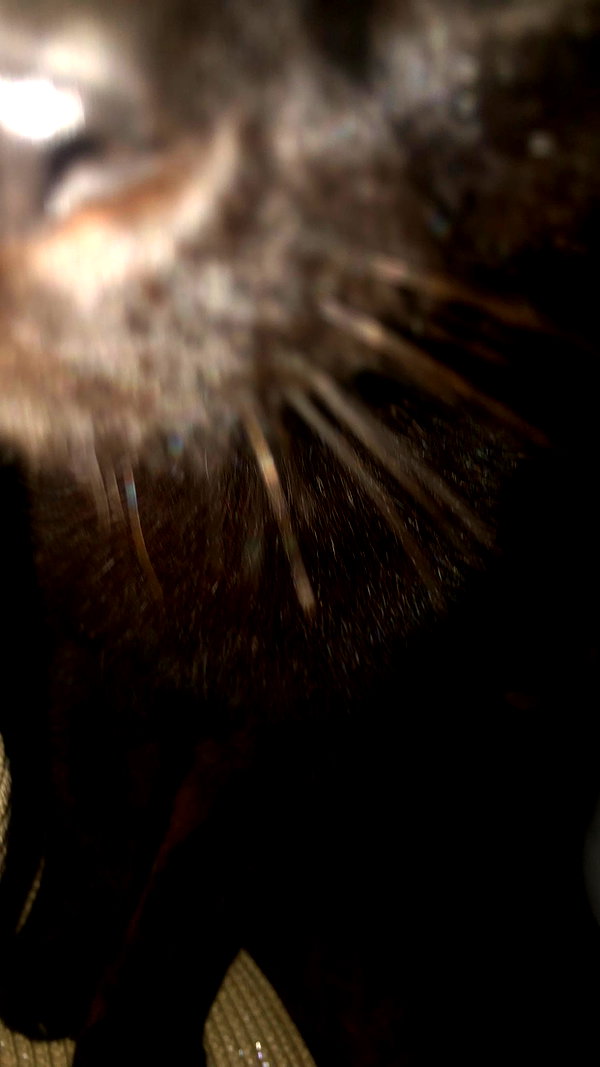 inbal.p420 archive image