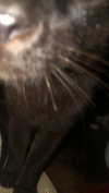 inbal.p420 Altpins Profile Picture