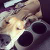 sashapieterse Altpins Profile Picture