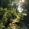 rosessativa Altpins Profile Picture