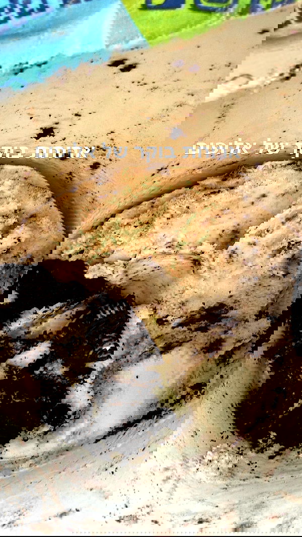 efrat_elmalich efrat_elmalich archive image