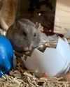 _urbaneva Altpins Profile Picture