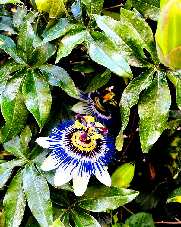 annabottoo instagram image archive image