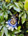 annabottoo Altpins Profile Picture