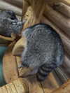 shibari0_0 Altpins Profile Picture