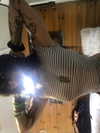 zommmbri Altpins Profile Picture
