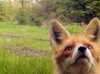 vanillachaiiiii Altpins Profile Picture