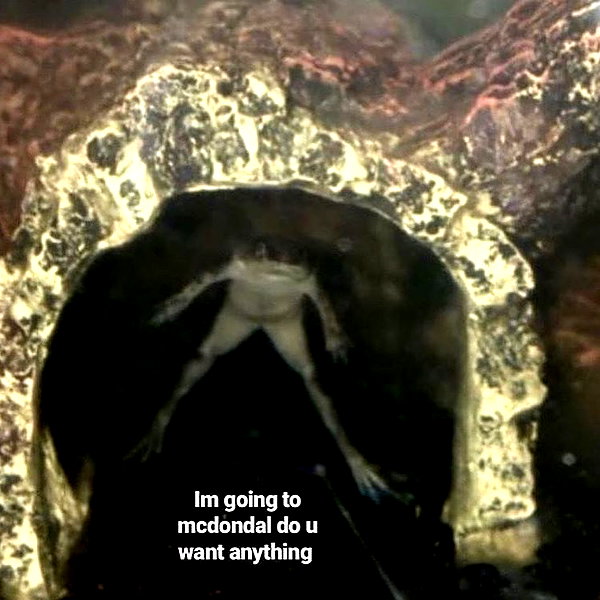 leanbeefpatty instagram image archive image