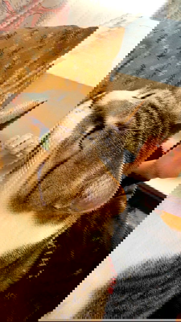 moonliliaght moonliliaght archive image