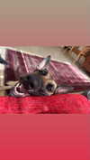 alma.almog Altpins Profile Picture