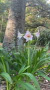 teakitten_ Altpins Profile Picture