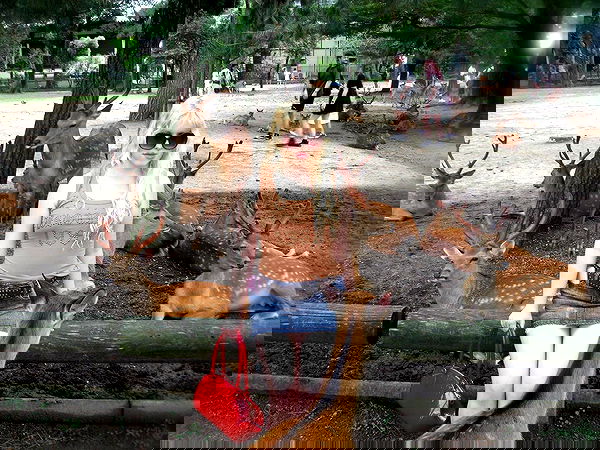 ormosheee ormosheee archive image