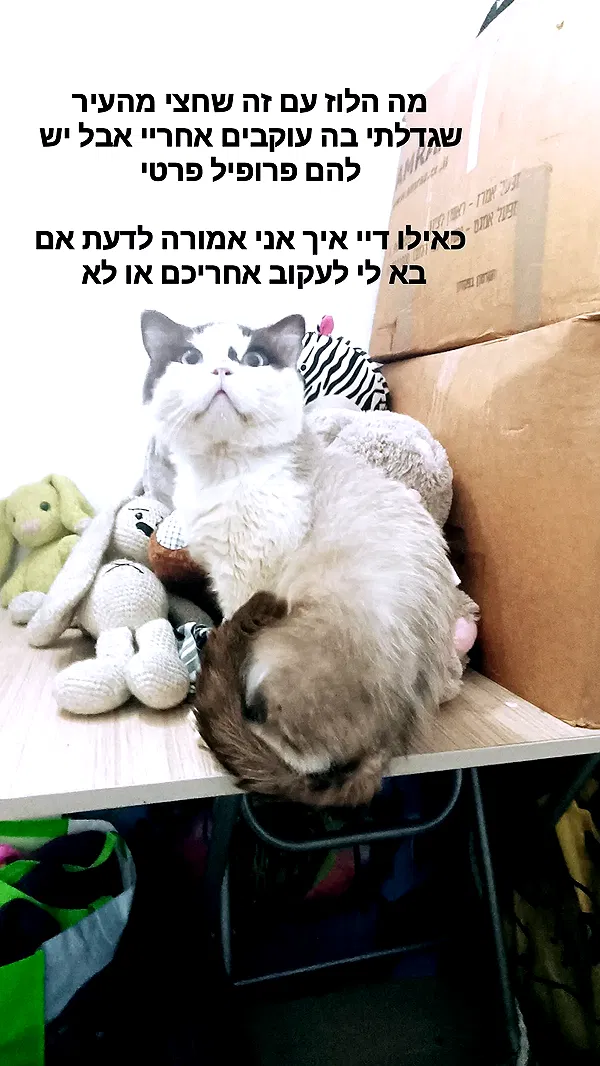 moonyyyya moonyyyya archive image