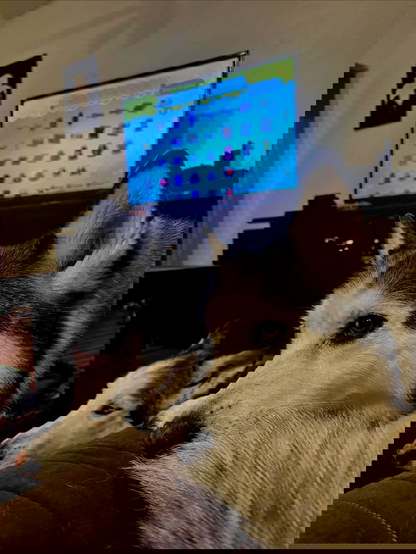 _animechika_ _animechika_ archive image