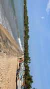 maori_cohen Altpins Profile Picture