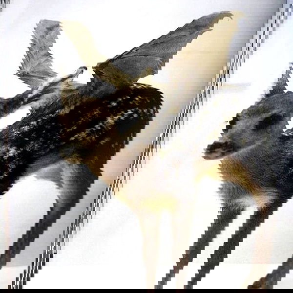 missnyxdawn missnyxdawn archive image