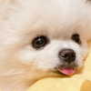 dear.zia Altpins Profile Picture