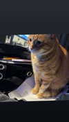 butter.on.a.poptart69 Altpins Profile Picture