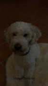 danamrts Altpins Profile Picture