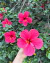 roni_ackerman Altpins Profile Picture