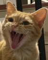 owlydiaa Altpins Profile Picture