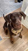 leelafleck Altpins Profile Picture