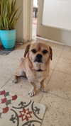 alma.almog Altpins Profile Picture