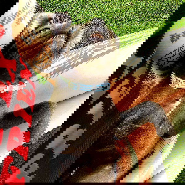 jtilb2 image ~ Altpins