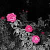 nixqq.425_ Altpins Profile Picture