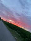 elviksi_07 Altpins Profile Picture