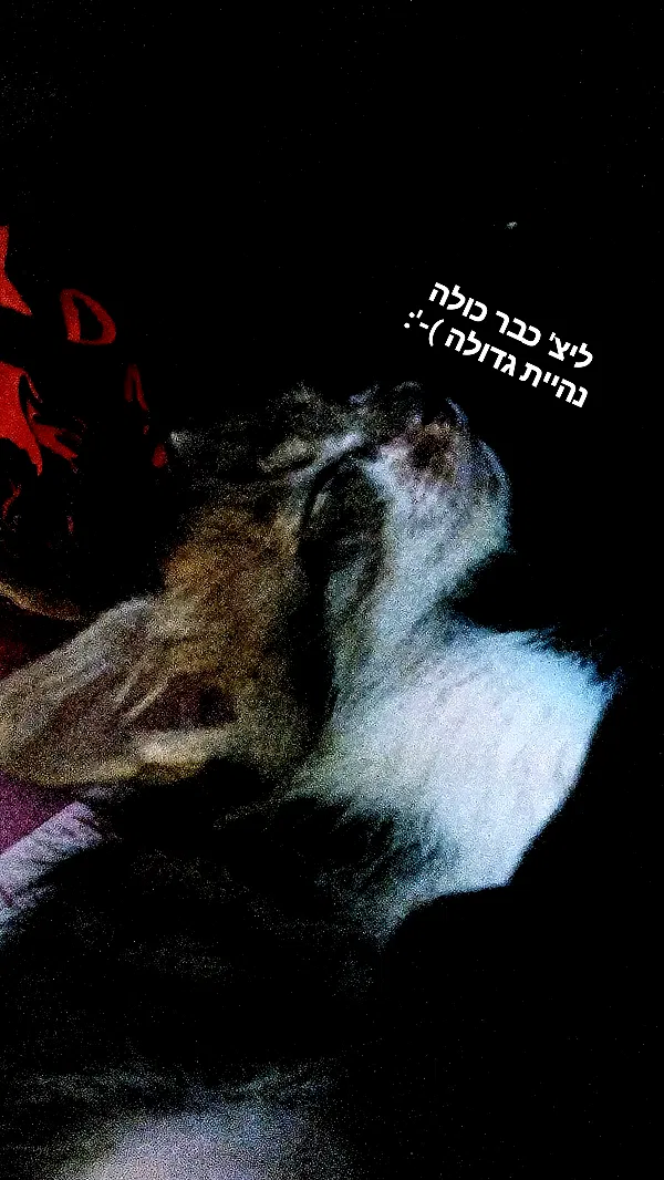 moonyyyya moonyyyya archive image