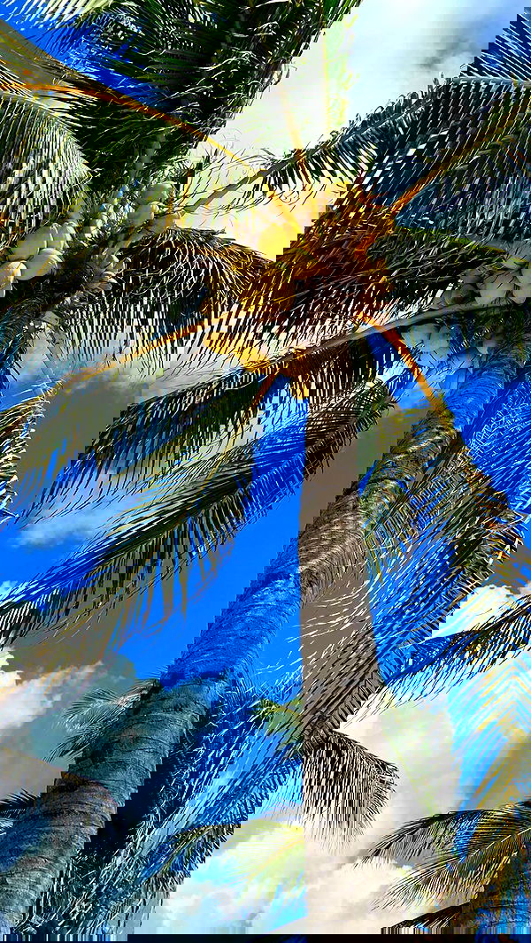 manjolamuriqi manjolamuriqi archive image