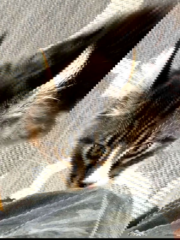 silkton image ~ Altpins