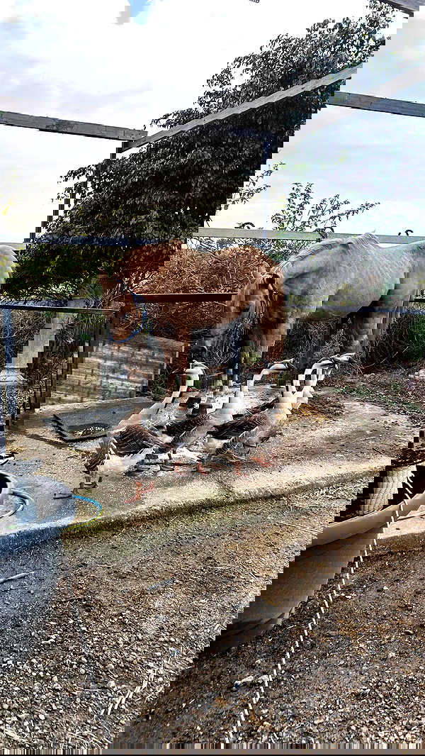 _wizardmidget_ _wizardmidget_ archive image