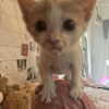 livia._.paige Altpins Profile Picture