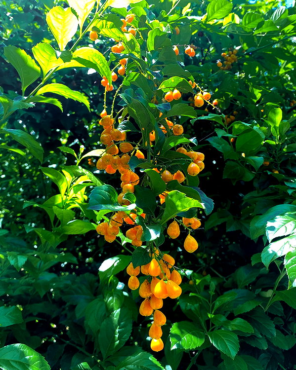 petite.carrot instagram image archive image